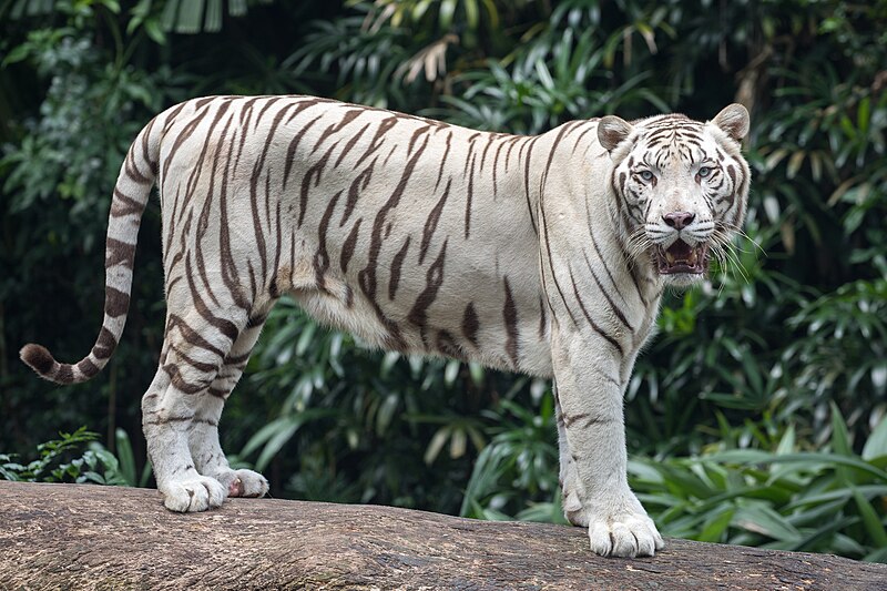 Tigres na Mitologia e Cultura