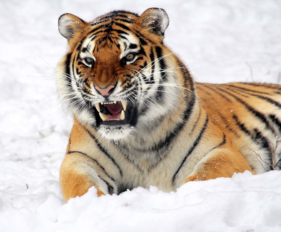 Tigres em Cativeiro