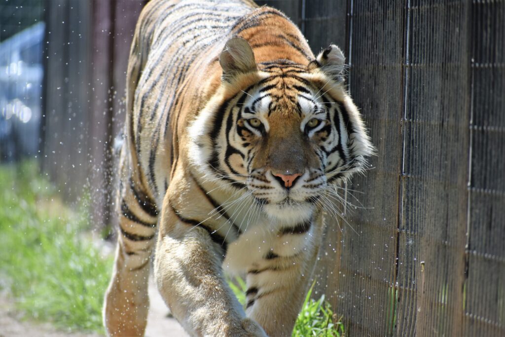 Comportamento dos Tigres